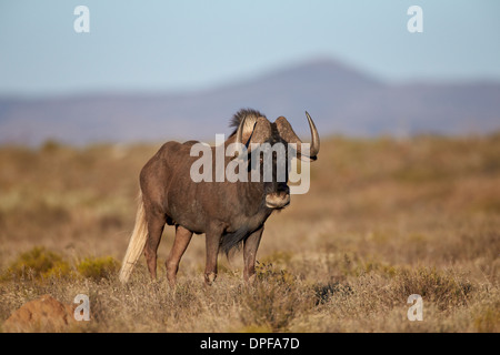 Black wildebeest (white-tailed gnu) (Connochaetes gnou), Mountain Zebra National Park, South Africa, Africa Stock Photo