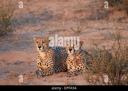 Two cheetah (Acinonyx jubatus), Kgalagadi Transfrontier Park, South Africa Stock Photo