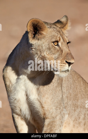 Young male lion (Panthera leo), Kgalagadi Transfrontier Park, South Africa Stock Photo