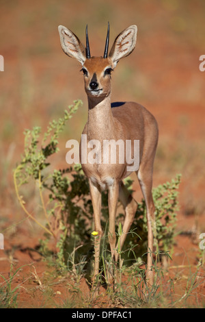 Steenbok (Raphicerus campestris) buck, Kgalagadi Transfrontier Park, South Africa Stock Photo