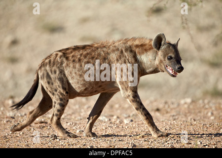 Spotted hyena) (spotted hyaena) (Crocuta crocuta), Kgalagadi Transfrontier Park, South Africa Stock Photo