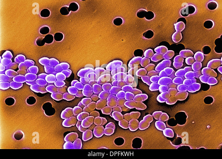 SEM of Vancomycin resistant Enterococci bacteria Stock Photo