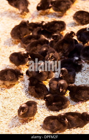 Young chicks indoors under artificial lamps Stock Photo