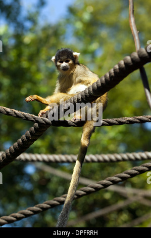 Image of a black-capped squirrel monkey (Saimiri boliviensis) Stock Photo