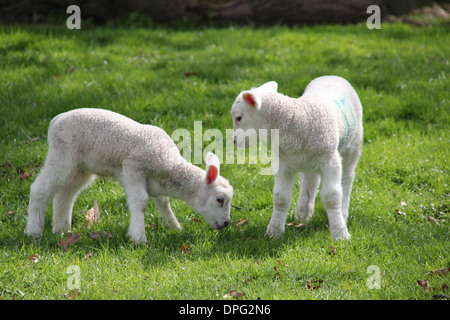 Lambs eating green grass in Spring Stock Photo