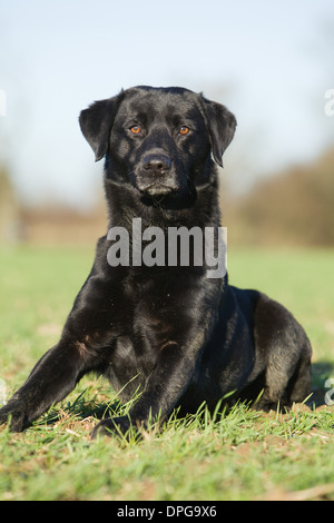 A Black Labrador Retriever laying down on a pheasant shoot in England Stock Photo