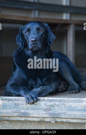 A Black Labrador Retriever laying down in a trailer on a pheasant shoot in England Stock Photo