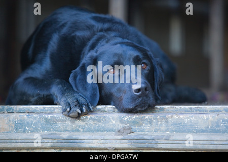 A Black Labrador Retriever laying down in a trailer on a pheasant shoot in England Stock Photo