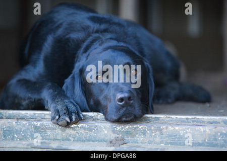 A Black Labrador Retriever laying down in a trailer on a pheasant shoot in England Stock Photo