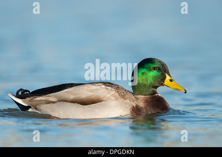 Mallard (Anas platyrhynchos) Drake, North Texas Stock Photo