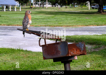 Miami Florida,Everglades National Park,Main Park Road,Flamingo,campground,red shoulder hawk,bird of prey,FL131031039 Stock Photo