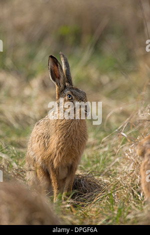 Brown hare (Lepus europaeus), also known as the European hare. Stock Photo