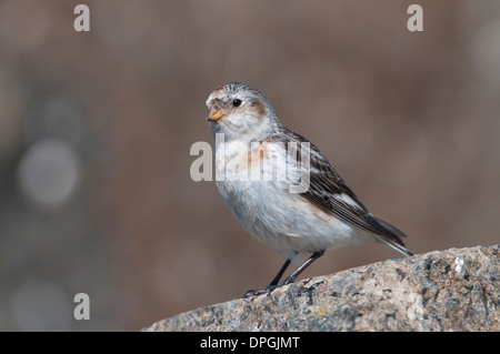 Snow bunting (Plectrophenax nivalis). Female in summer plumage, foraging amongst rocks on the Kent coast during migration. Stock Photo
