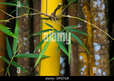 bamboo (Bambuseae), Praslin, Seychelles, Africa - December 2013 Stock Photo  - Alamy