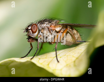 A flesh fly resting on a leaf, Sarcophagidae Stock Photo