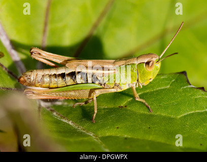 A meadow grasshopper resting on a leaf, Chorthippus parallelus Stock Photo