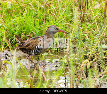 A water rail bird wading through pond, Rallidae Stock Photo