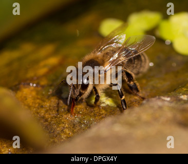 A honey bee drinking on a stone, Apis Stock Photo