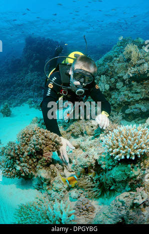 Diver looking at Clownfish or Twoband Anemonefish (Amphiprion bicinctus). Red sea, Egypt, Africa  Stock Photo