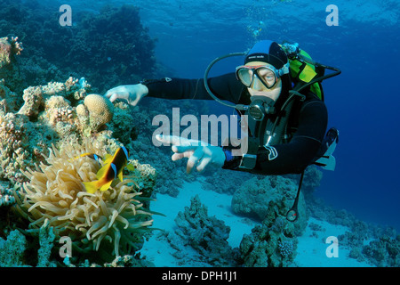 Diver looking at Two-banded clownfish, Anemonefish (Amphiprion bicinctus), Red sea, Egypt, Africa  Stock Photo