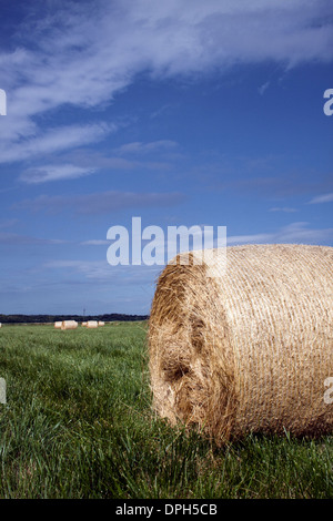 One large round straw bale in near distance with others further away Stock Photo