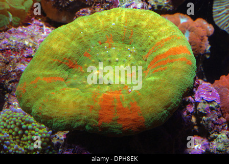 Button coral (Scolymia australis) Stock Photo