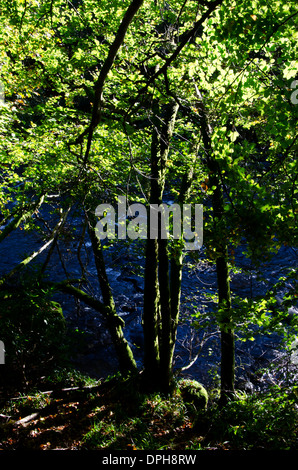 Woodland walk by the River Braan near Dunkeld, Perth and Kinross, Scotland. Stock Photo