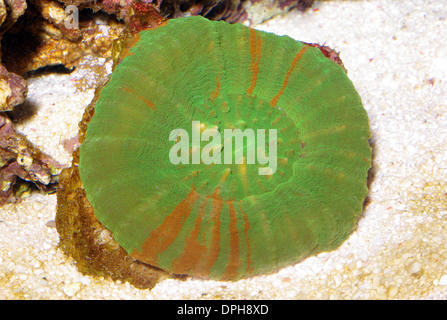 Button coral (Scolymia australis) Stock Photo