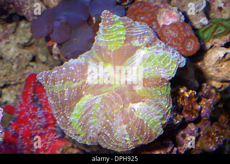 Button coral (Scolymia australis) Stock Photo