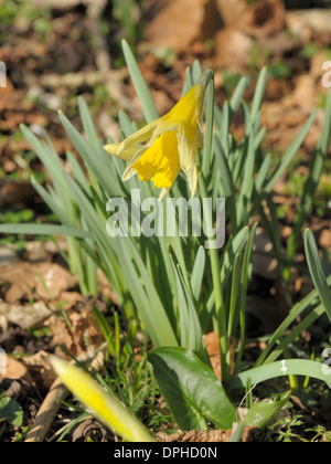 Daffodil or Lent Lily, Narcissus pseudonarcissus Stock Photo