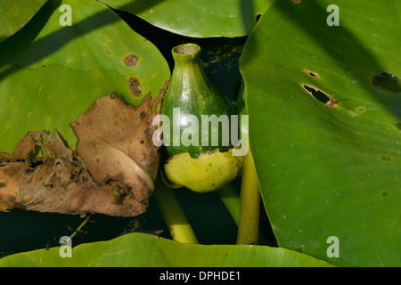 Yellow Water-lily or Brandy Bottle, Nuphar lutea Stock Photo