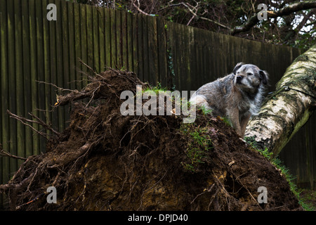 Border terrier pet dog outside sliver birch tree Stock Photo