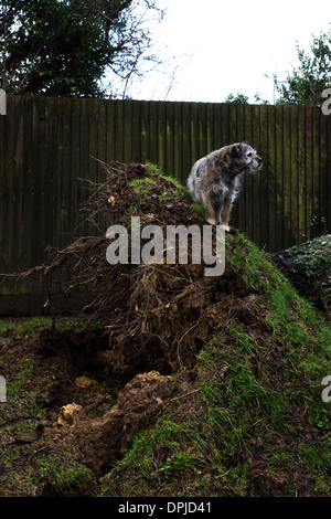 Border terrier pet dog outside sliver birch tree Stock Photo