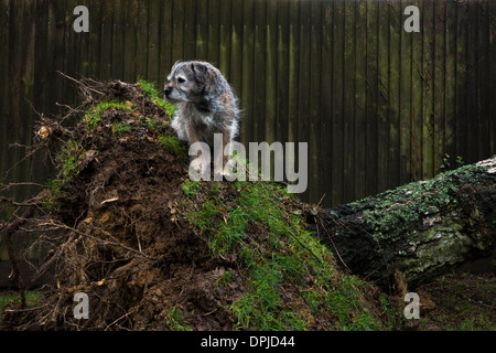 Border terrier pet dog outside sliver birch tree Stock Photo