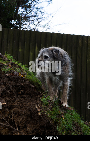 Border terrier pet dog outside sliver birch tree Stock Photo