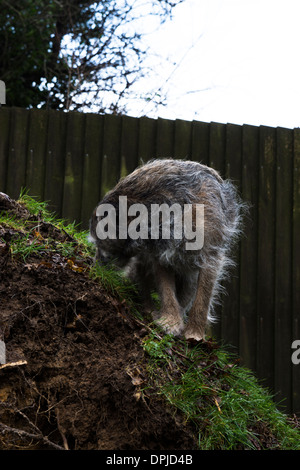 Border terrier pet dog outside sliver birch tree Stock Photo