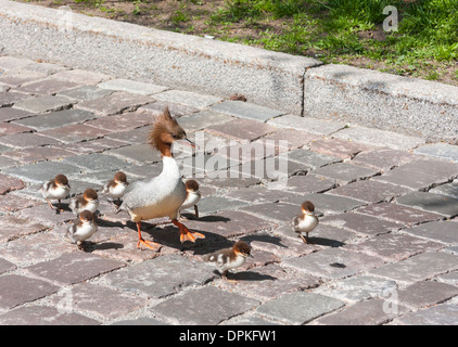 Family of Great crested grebe lost on a city street in the Old Town of Tallinn, Estonia Stock Photo