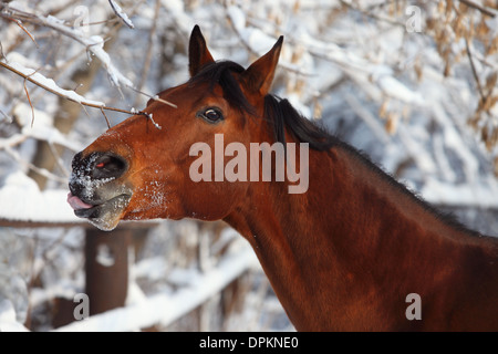 Head shot of a pretty horse in the snow Stock Photo