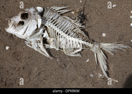 A complete fishy skeleton on the beach with little flesh left on the bones Stock Photo