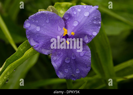 Virginia spiderwort, Tradescantia virginiana // éphémère de Virginie, Tradescantia x andersoniana Stock Photo