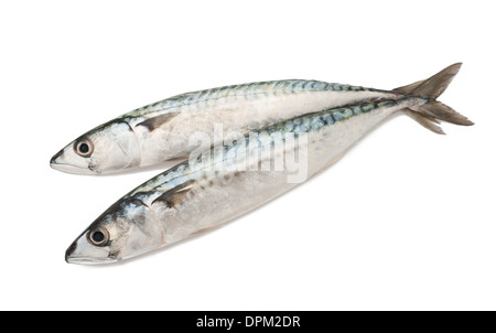 two mackerels isolated on white Stock Photo