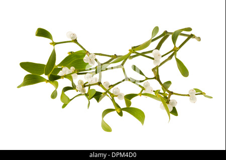 mistletoe branch with berries isolated on white Stock Photo