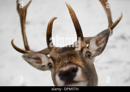 Langenhennersdorf, Germany. 15th Jan, 2014. A fallow deer stag (Dama dama) stands on a meadow and casts a curious glance towards the photographer's camera in a snow-covered meadow near Langenhennersdorf, Germany, 15 January 2014. Snow fell in the night from 14 to 15 January 2014. Photo: Arno Burgi/dpa/Alamy Live News Stock Photo