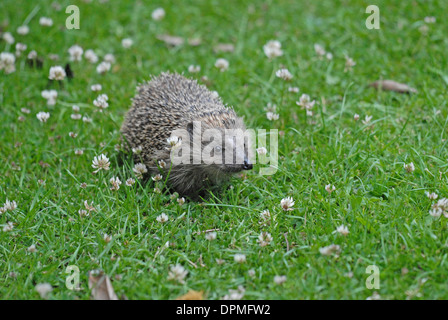 Hedgehog (Erinaceus europaeus) on a clover lawn. Stock Photo