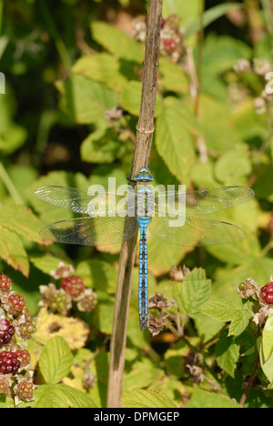 Emperor dragonfly (Anax imperator). Mature male. Stock Photo