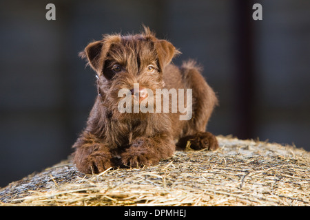 A 12 week old Chocolate Patterdale Terrier photographed on a bale of straw on a farm. Stock Photo