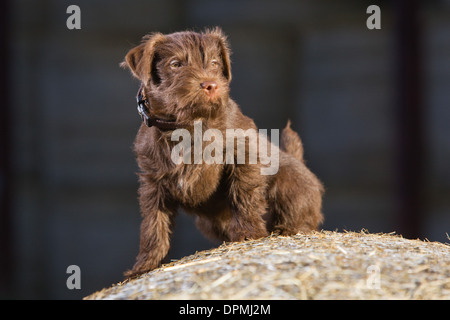 A 12 week old Chocolate Patterdale Terrier photographed on a bale of straw on a farm. Stock Photo