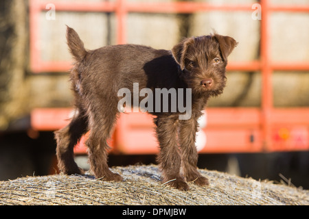 A 12 week old Chocolate Patterdale Terrier photographed on a bale of straw on a farm. Stock Photo