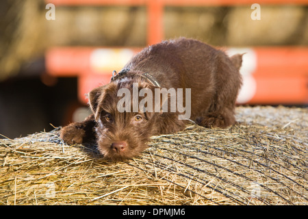 A 12 week old Chocolate Patterdale Terrier photographed on a bale of straw on a farm. Stock Photo