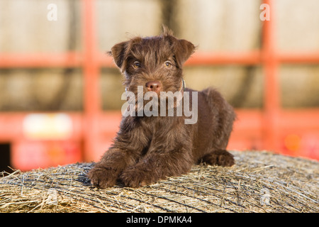 A 12 week old Chocolate Patterdale Terrier photographed on a bale of straw on a farm. Stock Photo